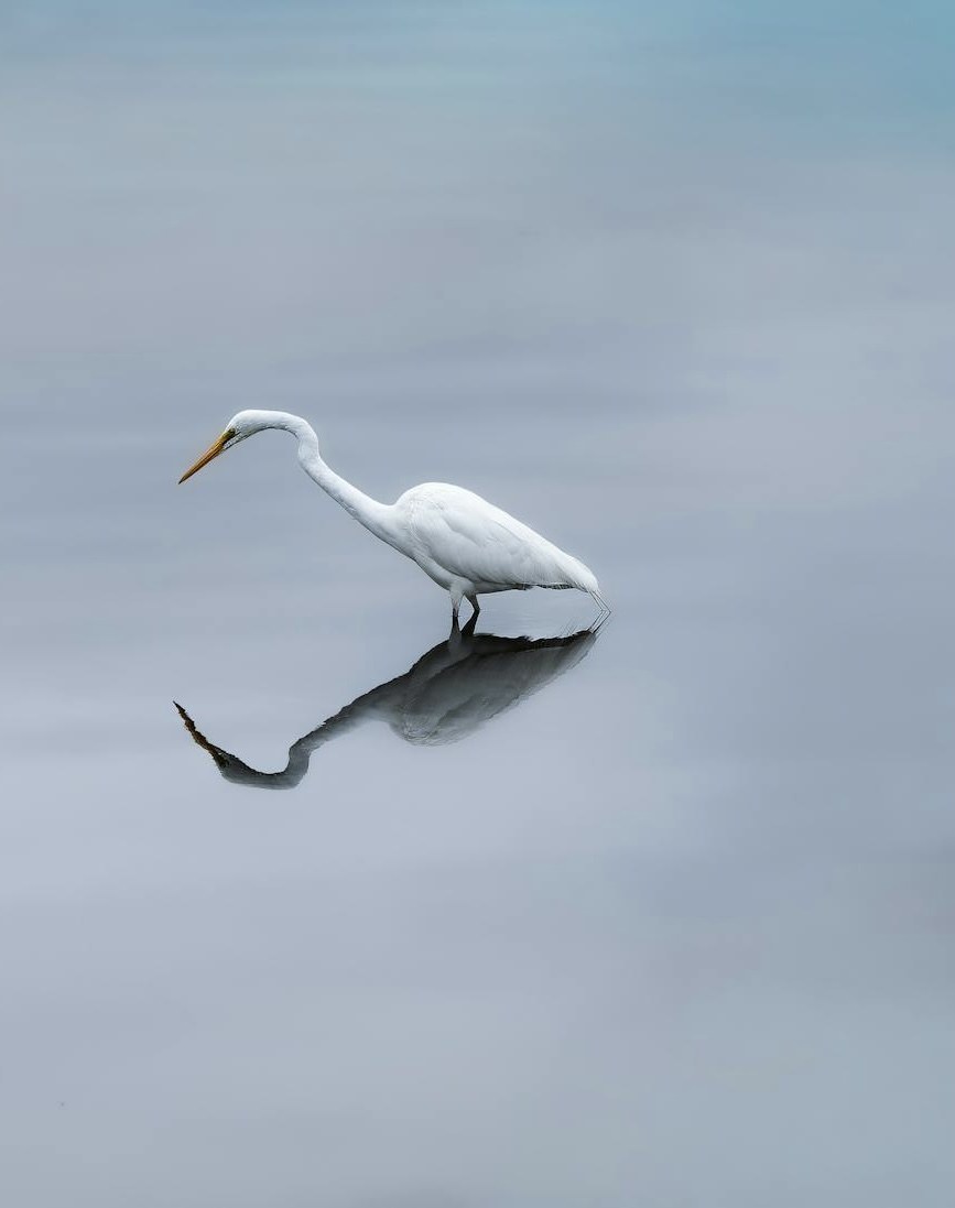 A single egret, still over its reflection