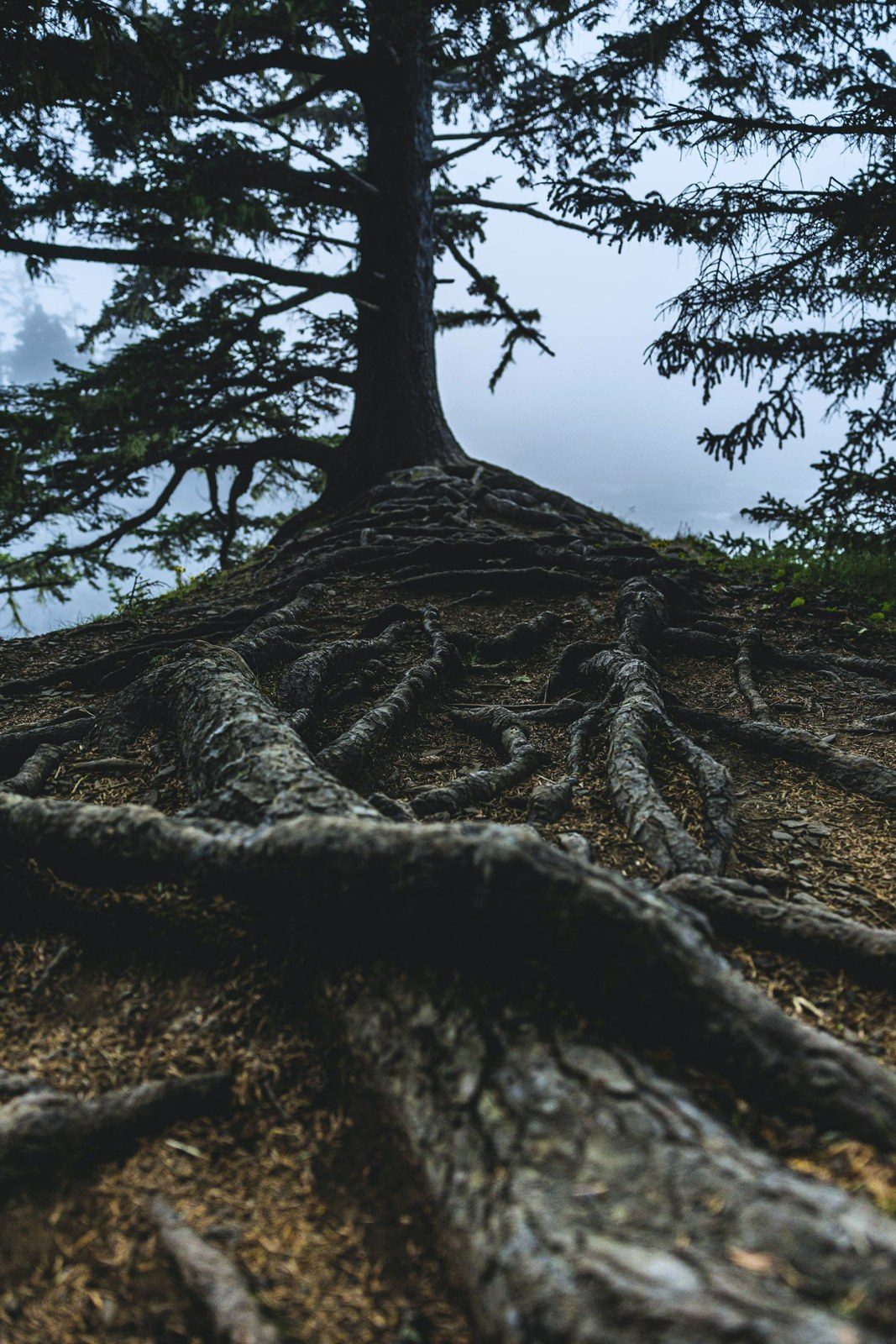 A tree on a ridge, its root system spreading wide beneath it