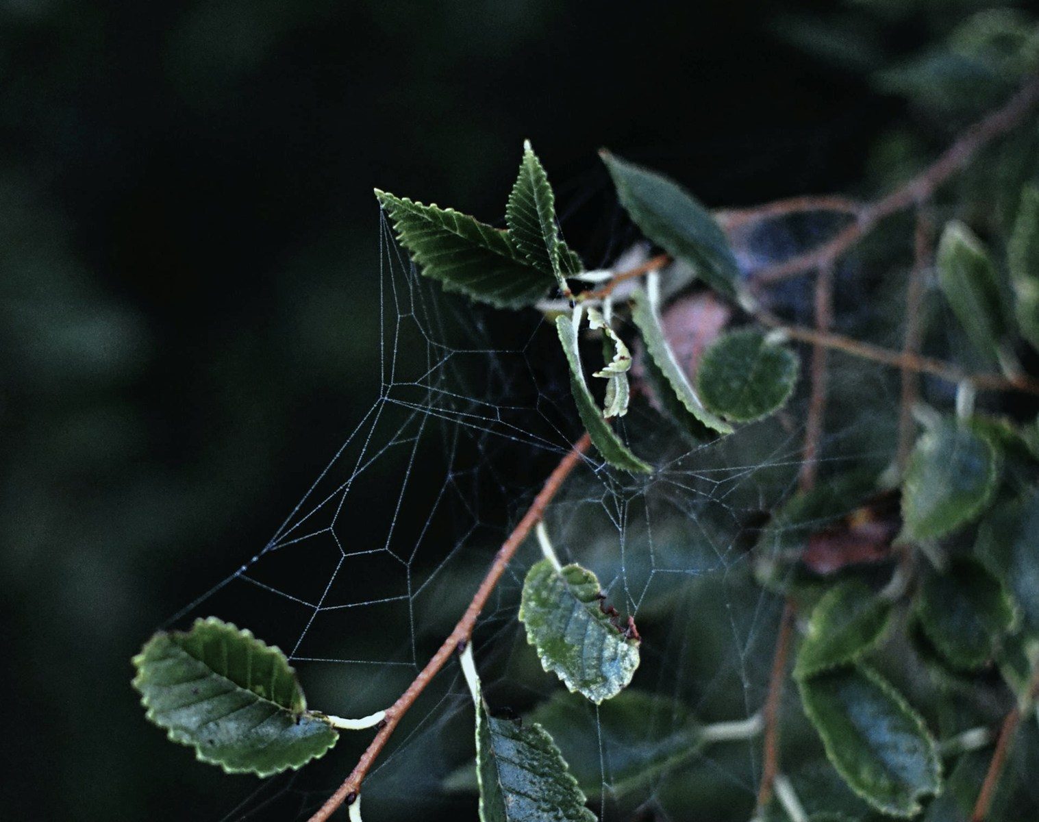 A spider's web strung among dark leaves, catching faint light