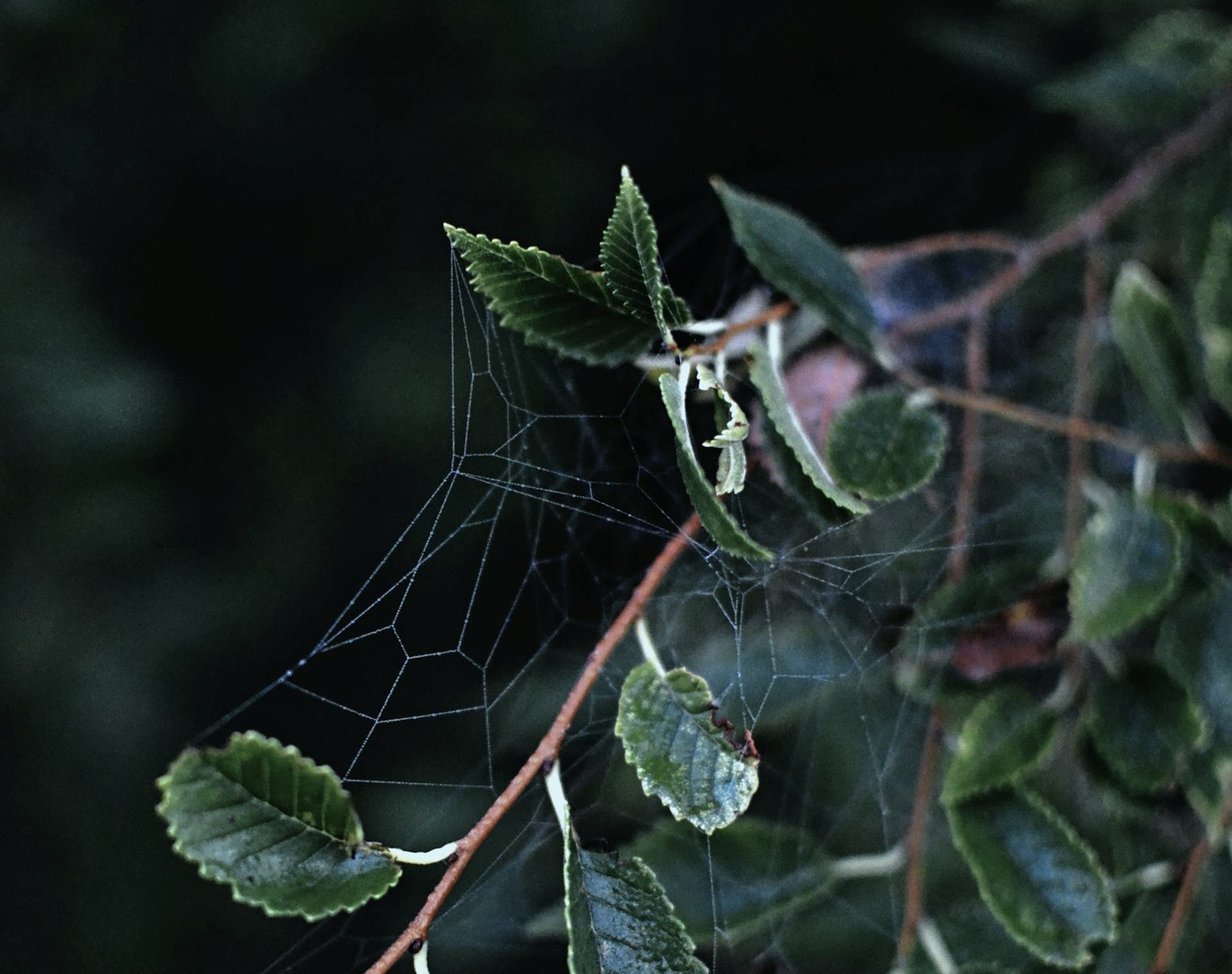 A spider's web strung among dark leaves, catching faint light